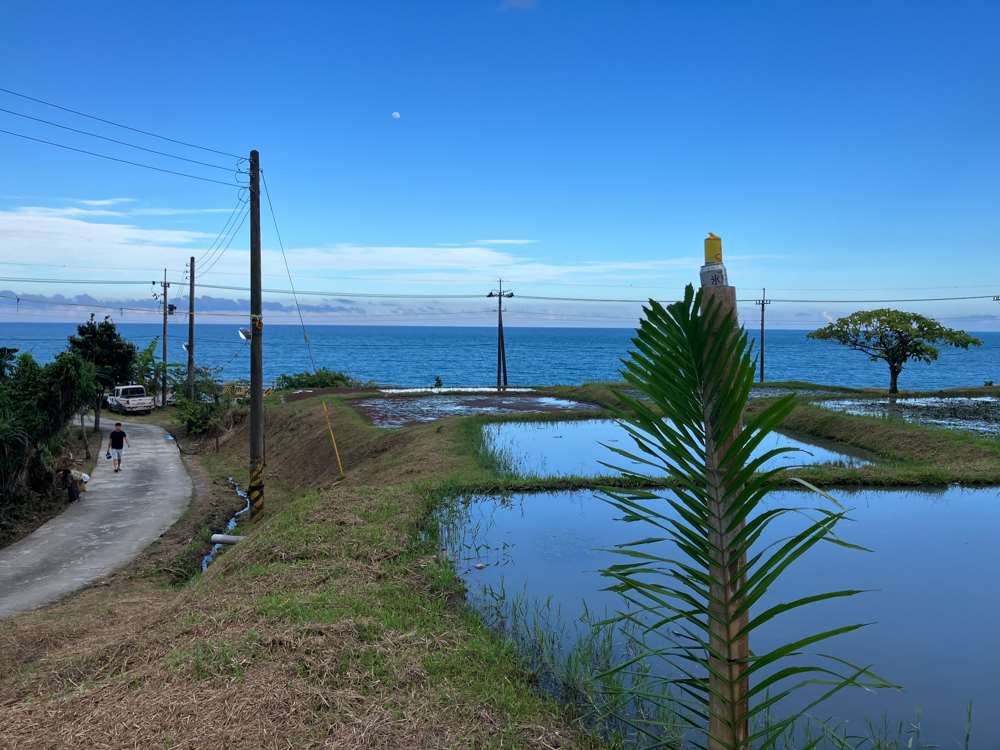 Les rizières près de l'océan à Xinshe (photo : Sasa / RTI)