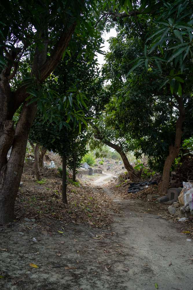 Une allée bordée de manguiers dans le cimetière de Nanshan, Tainan (photo : Sasa)
