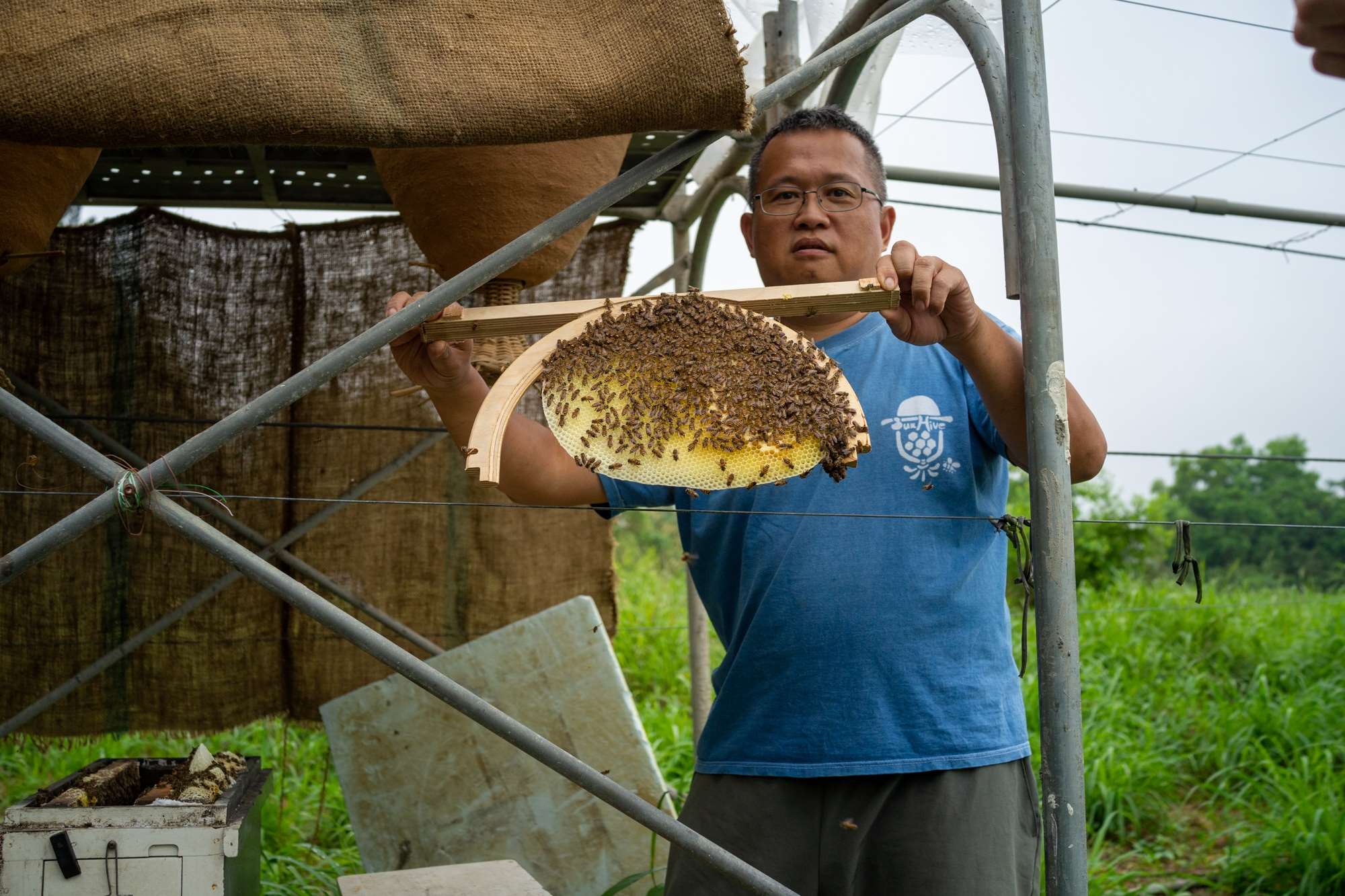 A l'intérieur d'une ruche solaire, les abeilles construisent elles-mêmes (photo : Sasa / RTI)
