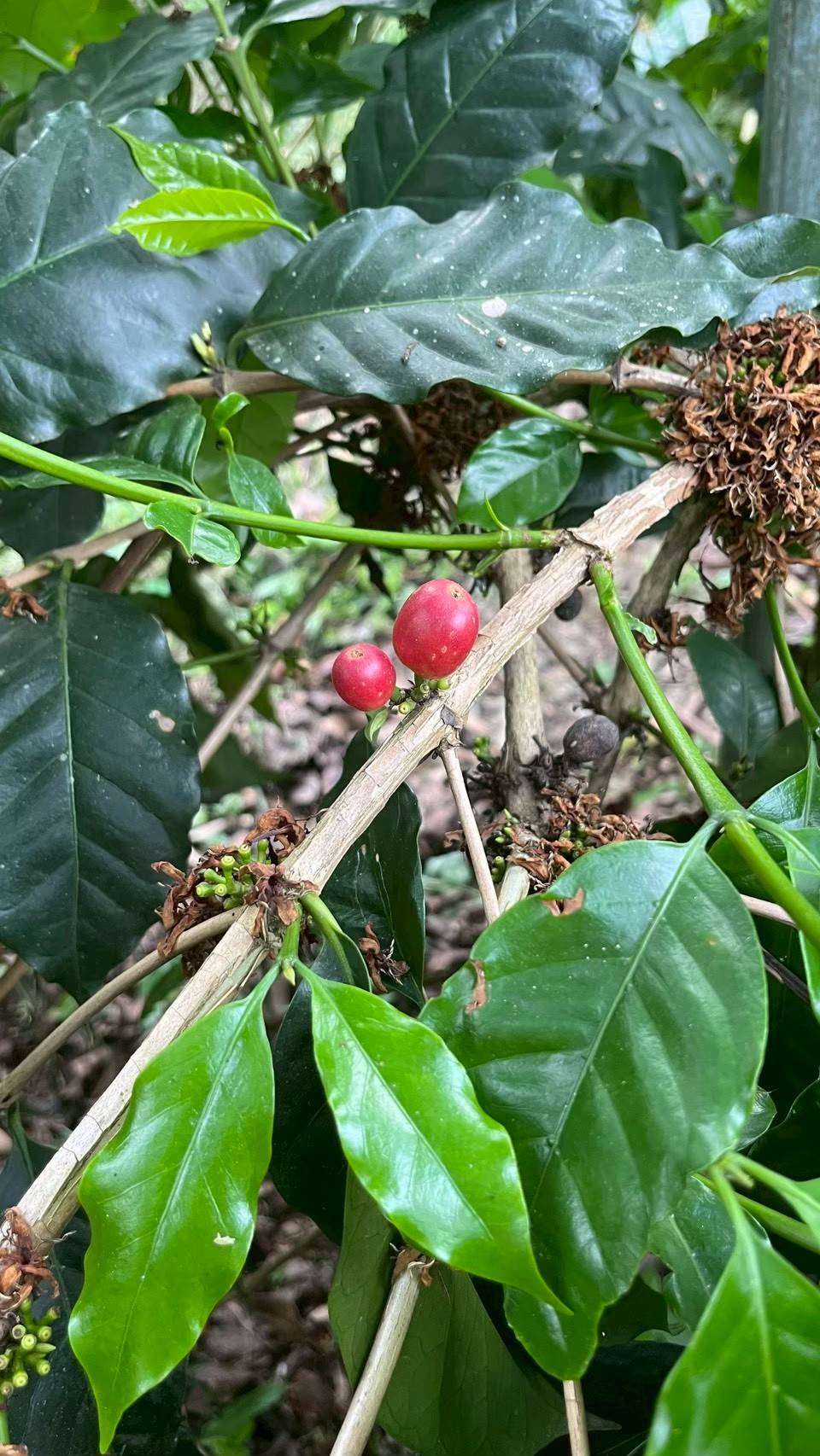 Cerises de café en train de mûrir (photo Rti)