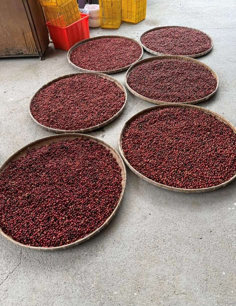 Séchage du café dans des plateaux à thé (photo FB Shiangnong)