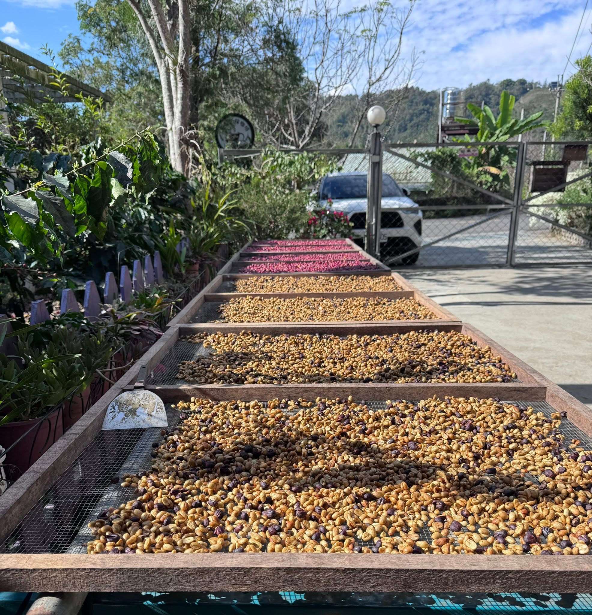 Séchage du café sur des lits africains, à l'entrée du café Shiangnong (photo FB Shiangnong)
