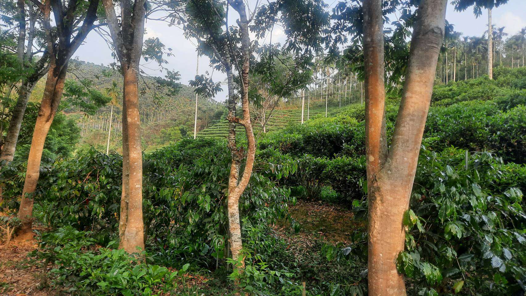 Plantation de café de Sally Pan, juste devant un champs de thé, à Yuchi (photo Rti)
