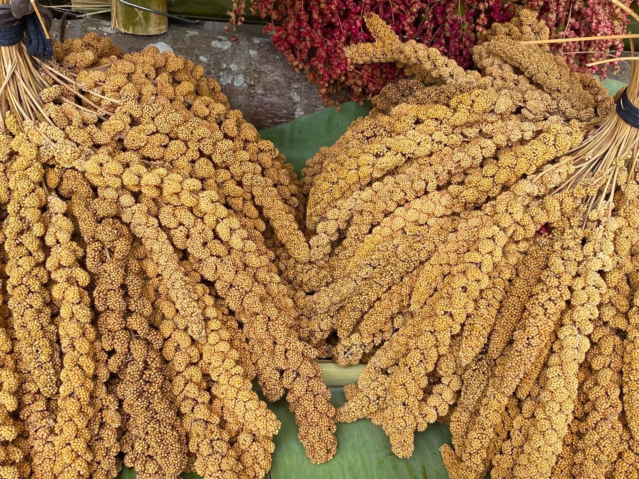Du millet, lors de la cérémonie de récolte du village de Taromak (photo Joyce Yeh, aimable crédit)