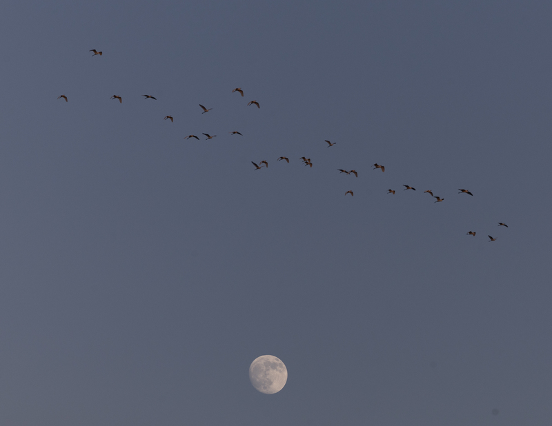 Festival Pertengahan Musim Gugur, Asal Muasal, Tradisi dan Pantangan (CNA)