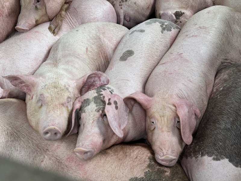 Bea Cukai Menangkal Wabah Demam Babi Afrika, Inspeksi 6 Hari Mendapati Pelanggaran 15,1 Kg Produk Daging Babi
