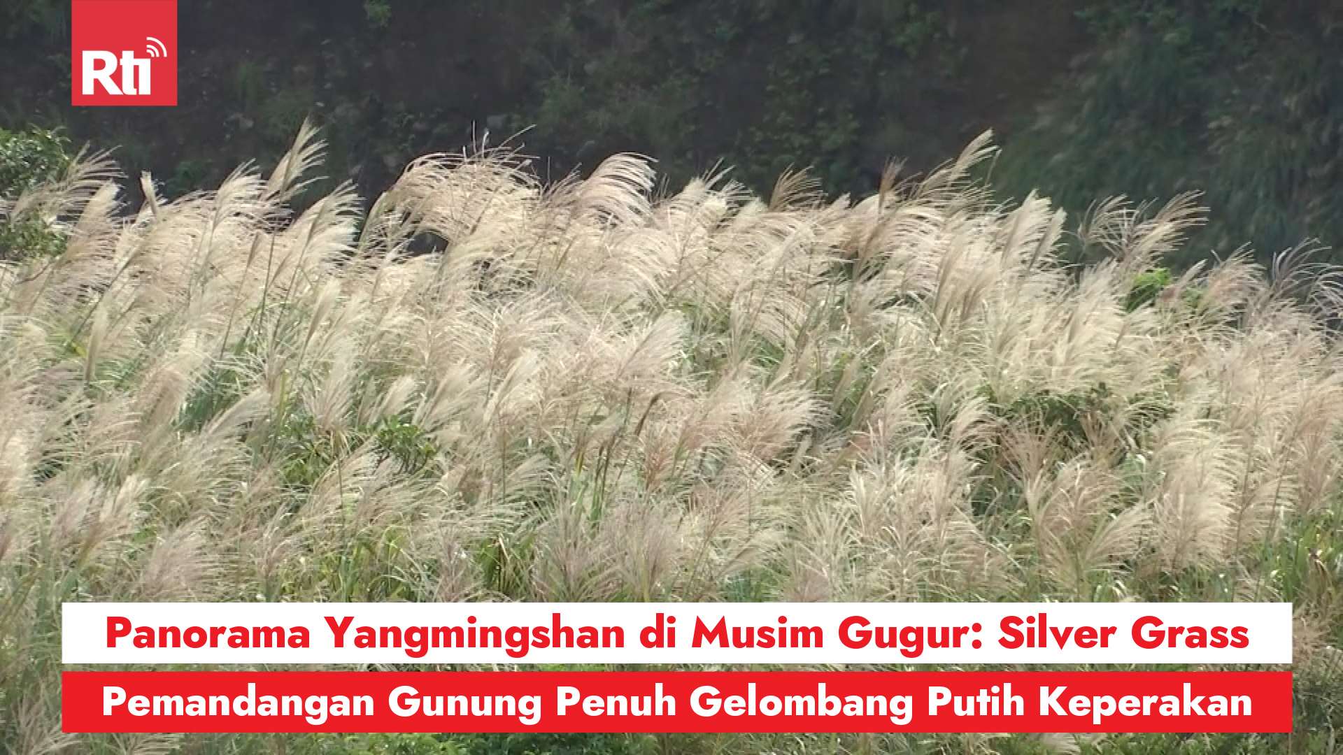 Panorama Yangmingshan di Musim Gugur: Silver Grass, Pemandangan Gunung Penuh Gelombang Putih Keperakan (RtiSI)