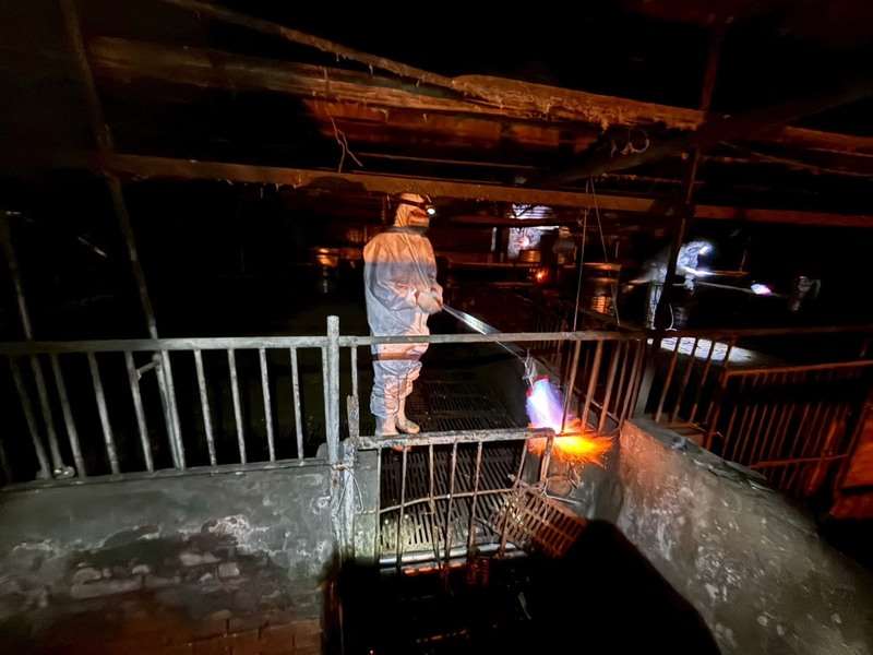 WOAH Terima Laporan Taiwan, Syarat “Status Bebas Demam Babi Afrika” Harus Bebas Terkontaminasi 