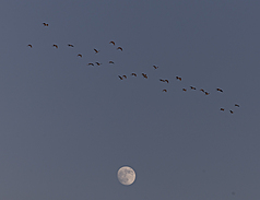 Festival Pertengahan Musim Gugur, Asal Muasal, Tradisi dan Pantangan (CNA)