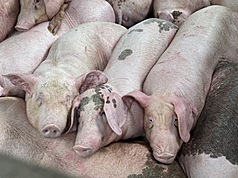 Bea Cukai Menangkal Wabah Demam Babi Afrika, Inspeksi 6 Hari Mendapati Pelanggaran 15,1 Kg Produk Daging Babi