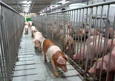 Pembangkit Listrik Tenaga Biogas, Diprakirakan Setelah Peternakan Babi TaiSugar Direnovasi Akan Menghasilkan Listrik 10 Kali Lipat   