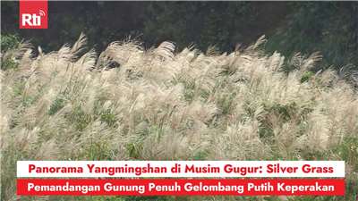 Panorama Yangmingshan di Musim Gugur: Silver Grass, Pemandangan Gunung Penuh Gelombang Putih Keperakan (RtiSI)