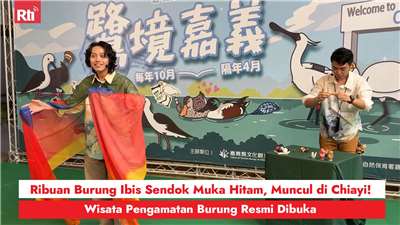 Ribuan Burung Ibis Sendok Muka Hitam, Muncul di Chiayi!Wisata Pengamatan Burung Resmi Dibuka (RtiSI)