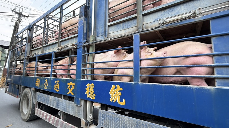 Larangan pengangkutan/ pemindahan babi dicabut pada hari ini (6/11), salah satu peternakan di Pingtung mengangkut dan memindahkan 600 ekor babi, agar dapat mengurangi kepadatan kandang ternaknya. 