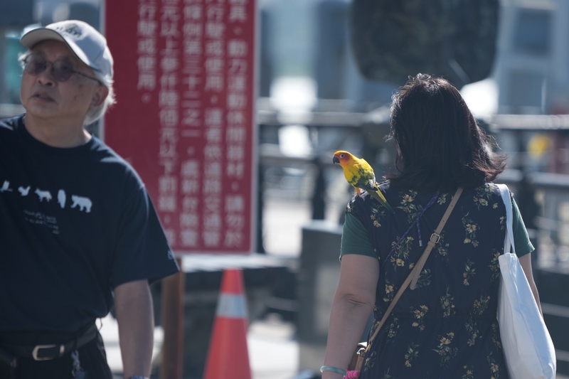 Rekor Terpanas Sejak 1951: Musim Gugur Taiwan Catat Suhu 26,5°C, Musim Dingin Diprediksi Lebih Hangat Tapi Harus Tetap Waspada Gelombang Dingin (CNA)