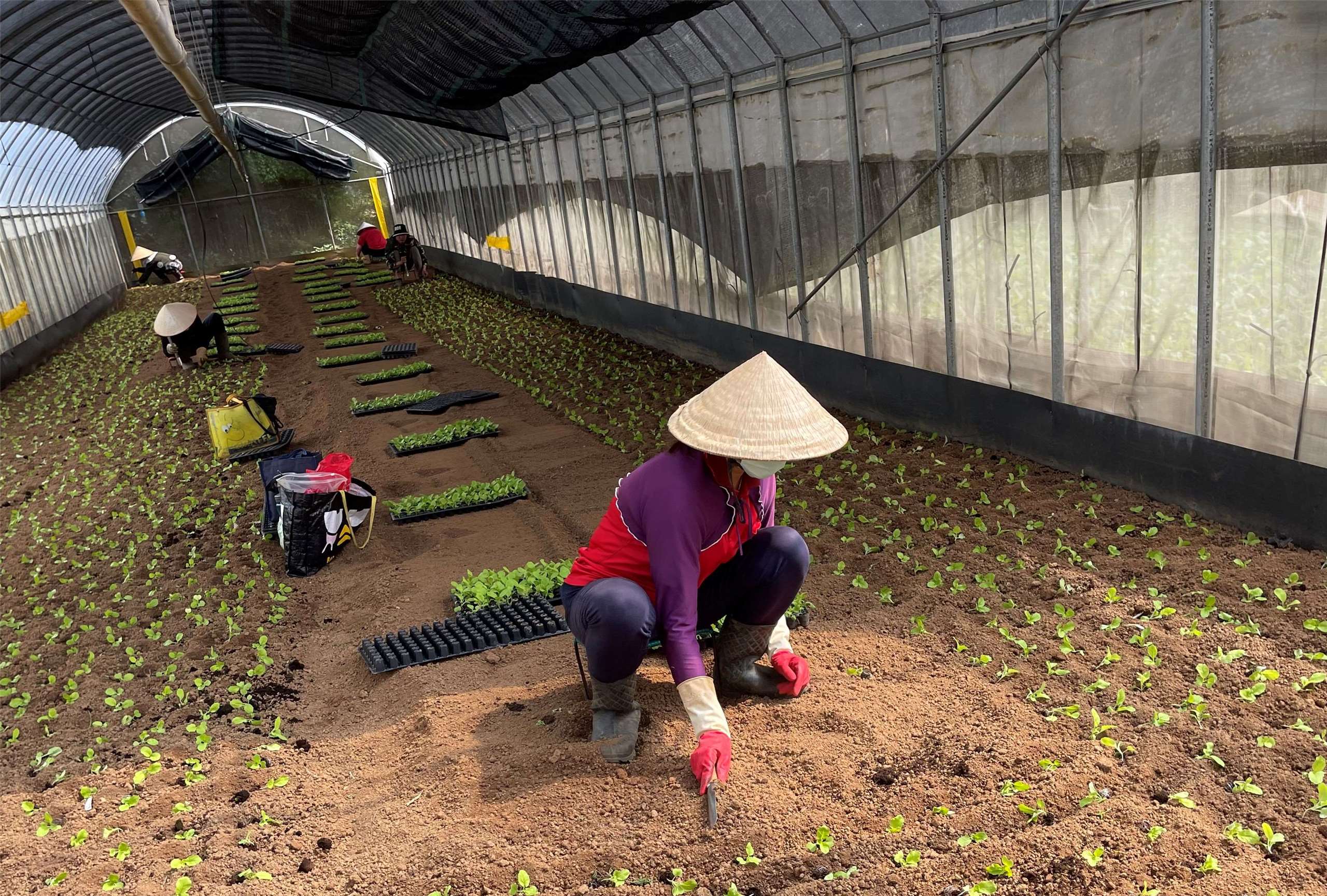 Pelonggaran Perekrutan PMA Sektor Pertanian, Perluasan Kuota dan Subsektor Pertanian (foto: Dinas Pertanian dan Pangan cabang Utara, Kementerian Pertanian)