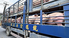 Larangan pengangkutan/ pemindahan babi dicabut pada hari ini (6/11), salah satu peternakan di Pingtung mengangkut dan memindahkan 600 ekor babi, agar dapat mengurangi kepadatan kandang ternaknya. 