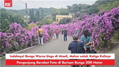 Indahnya! Bunga Warna Ungu di Miaoli, Mekar untuk Ketiga Kalinya, Pengunjung Berebut Foto di Barisan Bunga 200 Meter (RtiSI)