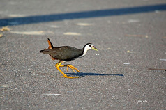 Asosiasi Konservasi Ekologi Kota Tainan mengimbau warga tidak sembarang berburu dan mengonsumsi burung liar, bersama-sama bersama-sama menjaga habitat alam (foto: Asosiasi Konservasi Ekologi Kota Tainan)