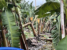 Akibat taifun Danas, petani pisang gagal panen (foto: CNA)

