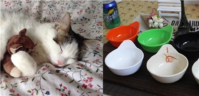 Kucing dan mangkuk hotpot (foto: Pxhere dan Etmall)