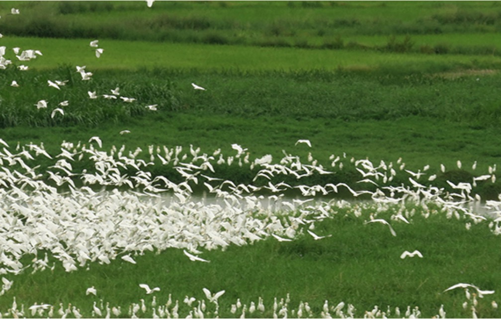 pergerakan populasi burung dari dari lokasi berbiaknya menuju lokasi tertentu untuk mencari makanan yang dilakukan setiap tahun pada waktu-waktu tertentu. (foto: situs Renhe Environmental Ethics Foundation of Taiwan)
