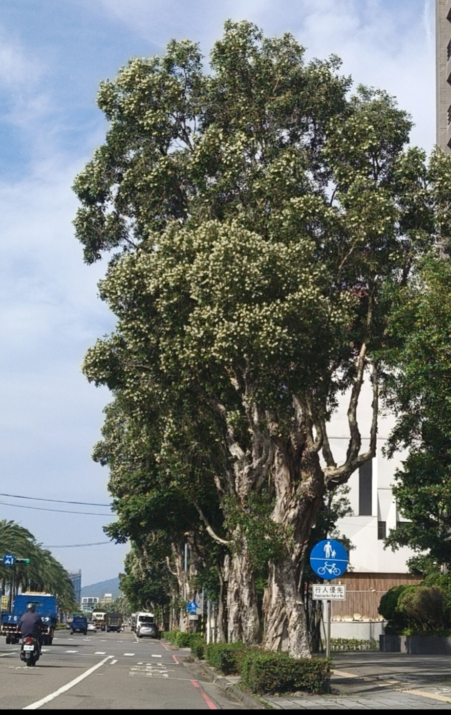 台灣白千層樹pohon kayu putih di Taiwan