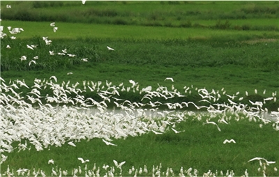 pergerakan populasi burung dari dari lokasi berbiaknya menuju lokasi tertentu untuk mencari makanan yang dilakukan setiap tahun pada waktu-waktu tertentu.  (foto: situs Renhe Environmental Ethics Foundation of Taiwan)