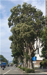 台灣白千層樹pohon kayu putih di Taiwan