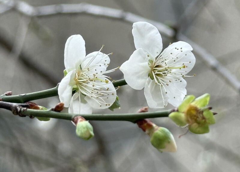 Bunga plum di desa Hsinyi, Nantou mulai bermekaran pada awal Januari 2026 (foto: CNA)