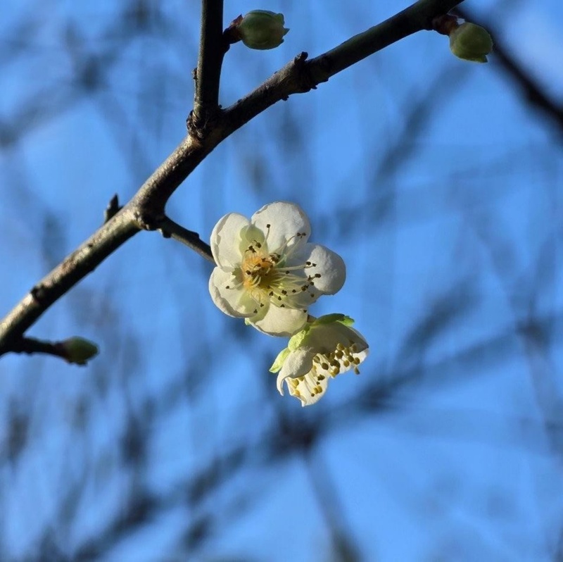 bunga plum di musim dingin 