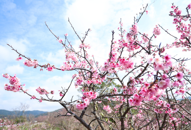 Peringatan Cuaca Ekstrem, Hujan Lebat di Tiga Wilayah, Suhu Diperkirakan Anjlok Hingga 8C (CNA)