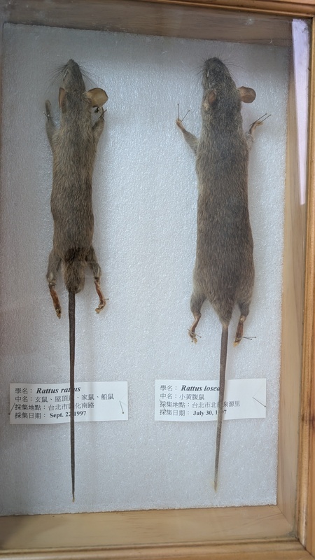 Waspada Hantavirus, Kasus Pertama di Taipei Tahun Ini Berujung Fatal, Lansia Meninggal dalam 8 Hari (CNA)