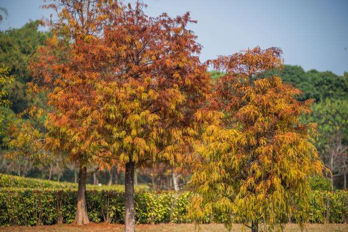 Keajaiban pohon pohon cemara (Taxodium distichum) di Chiayi, bagaikan bunglon dengan gradasi warna yang indah, abadikan momen keindahan ini dalam album fotomu. (foto: Pemkot Chiayi)