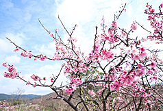 Peringatan Cuaca Ekstrem, Hujan Lebat di Tiga Wilayah, Suhu Diperkirakan Anjlok Hingga 8C (CNA)