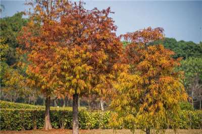 Keajaiban pohon pohon cemara (Taxodium distichum) di Chiayi, bagaikan bunglon dengan gradasi warna yang indah, abadikan momen keindahan ini dalam album fotomu. (foto: Pemkot Chiayi)