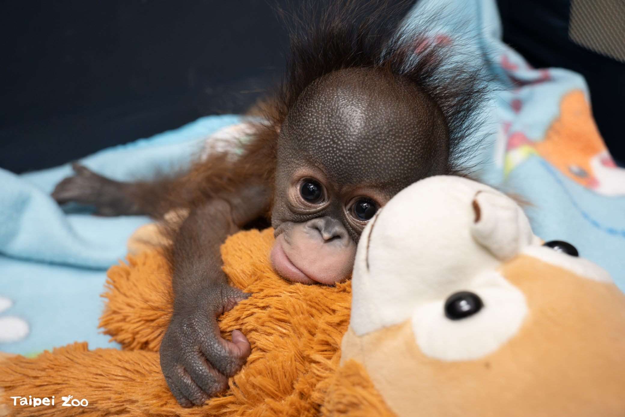 Anak orang utan di Kebun Binatang Taipei yang bernama Yi Bao (foto: Kebun Binatang Taipei)