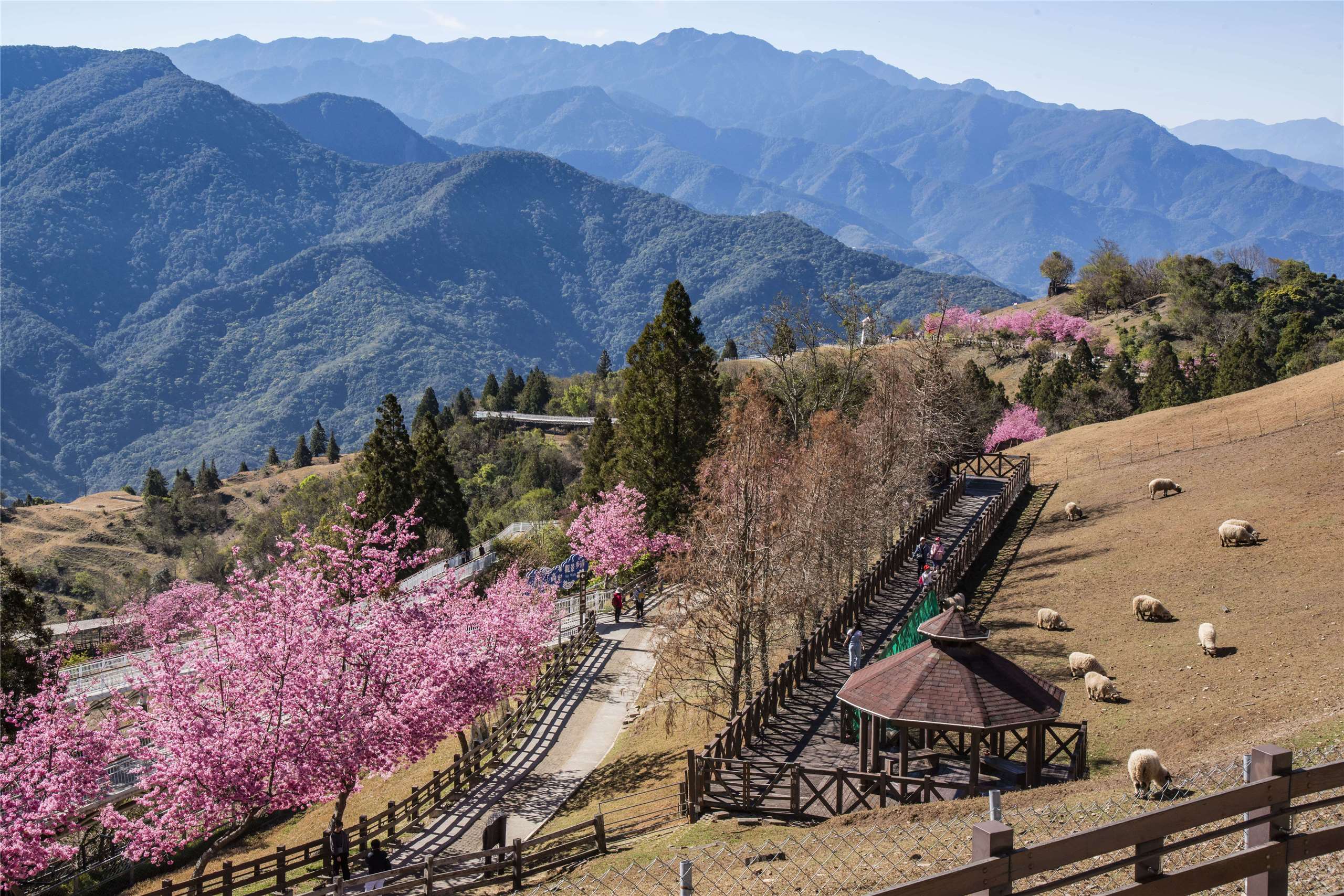 LL Peternakan domba Qingjing di Nantou (foto: Ditjen Pariwisata Taiwan)