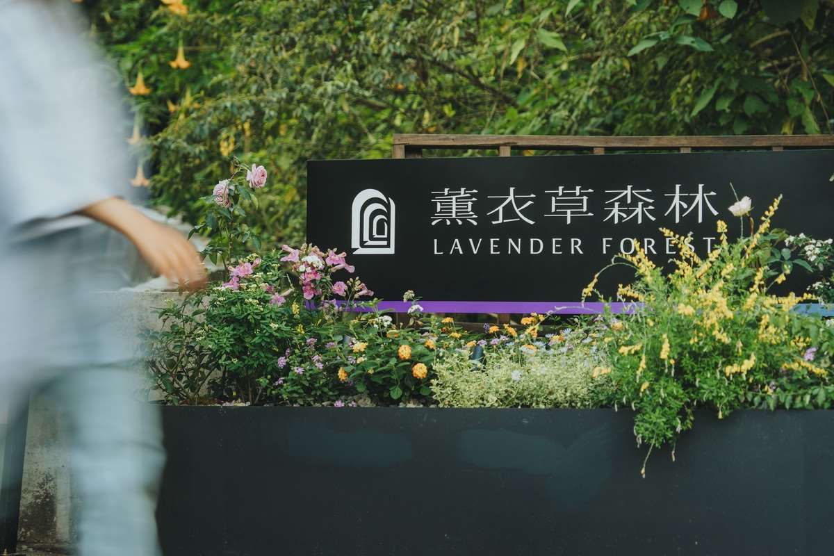 Taman Lavender Forest Nantou Jiujiufeng (foto: nantou.welcometw.com)