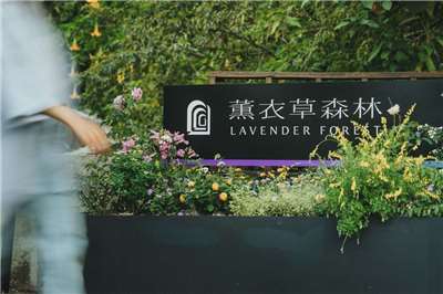 Taman Lavender Forest Nantou Jiujiufeng (foto: nantou.welcometw.com)