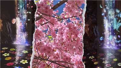 Dajin Fantasy dan bunga sakura di Perkebunan Wuling