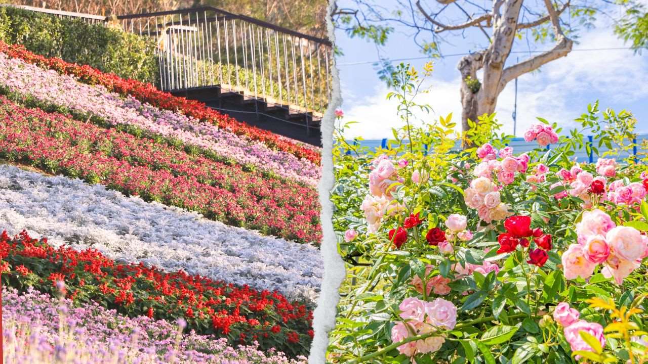Bunga-bunga di Taipei (foto: Taipei Travel & FB Taipei Rose Garden)