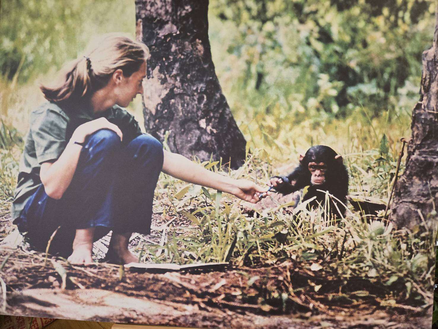 Meski Telah Tiada, Warisan Harapan Jane Goodall Terus Bersemi di Taiwan (Rti)