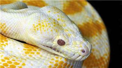 AD Ular (Foto: Canva)