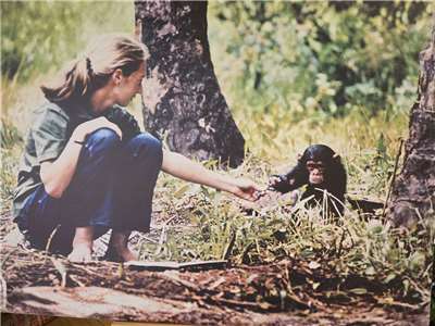 Meski Telah Tiada, Warisan Harapan Jane Goodall Terus Bersemi di Taiwan (Rti)