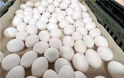 Asosiasi pedagang telur memutuskan, pekan ini harga telur per taijin naik sebesar NT$3, harga produksi lokal semula NT$31,5 / taijin naik menjadi NT$34,5 per taijin; harga grosiran per taijin dari NT$41 naik menjadi NT$44. 