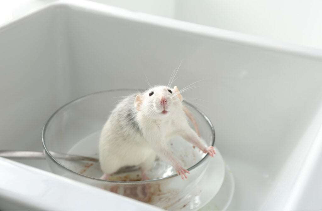 Penyebaran hantavirus oleh hewan pengerat. (Foto: TFC)