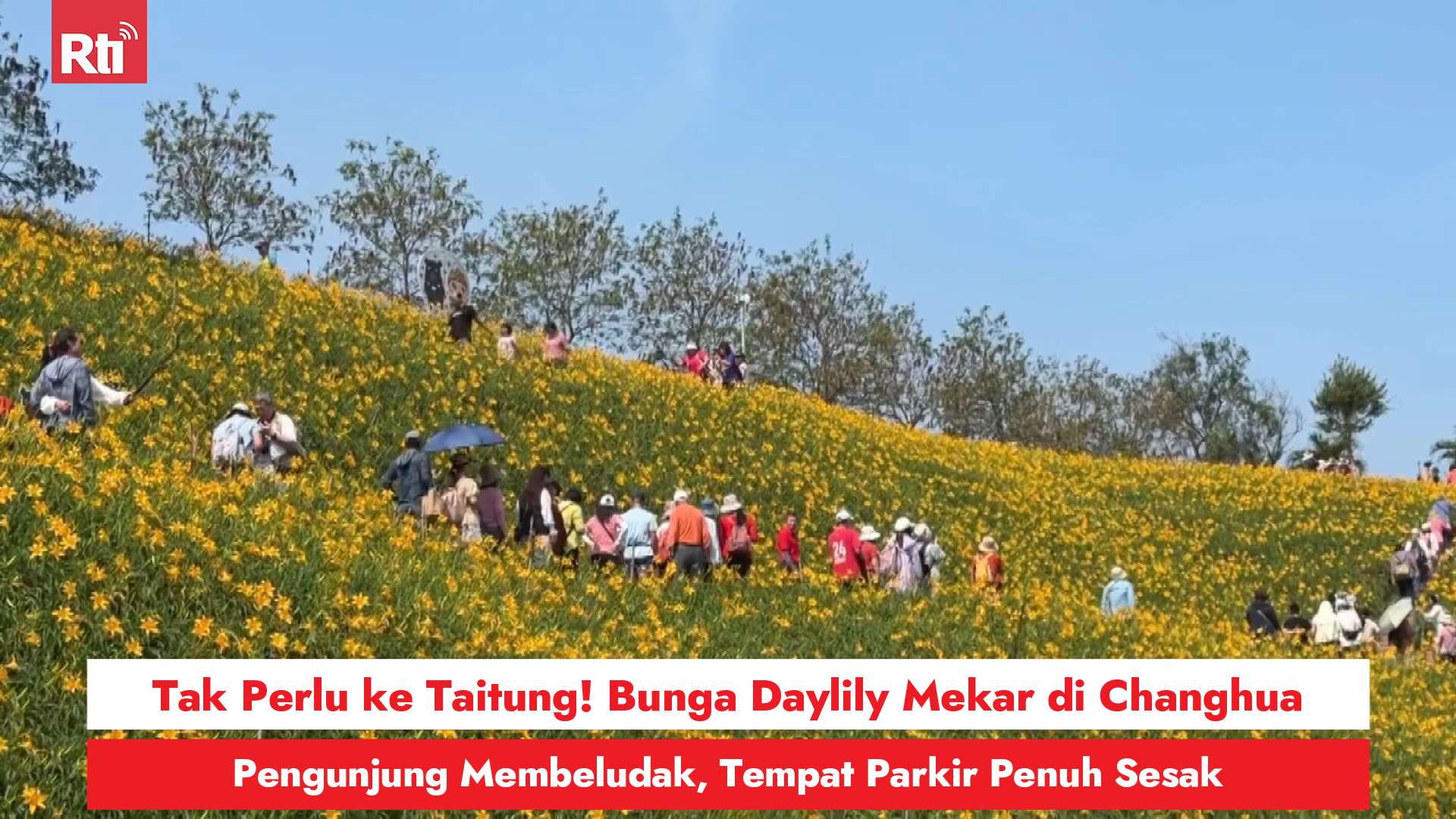 Tak Perlu ke Taitung! Bunga Daylily Mekar di Changhua, Pengunjung Membeludak, Tempat Parkir Penuh Sesak (RtiSI)
