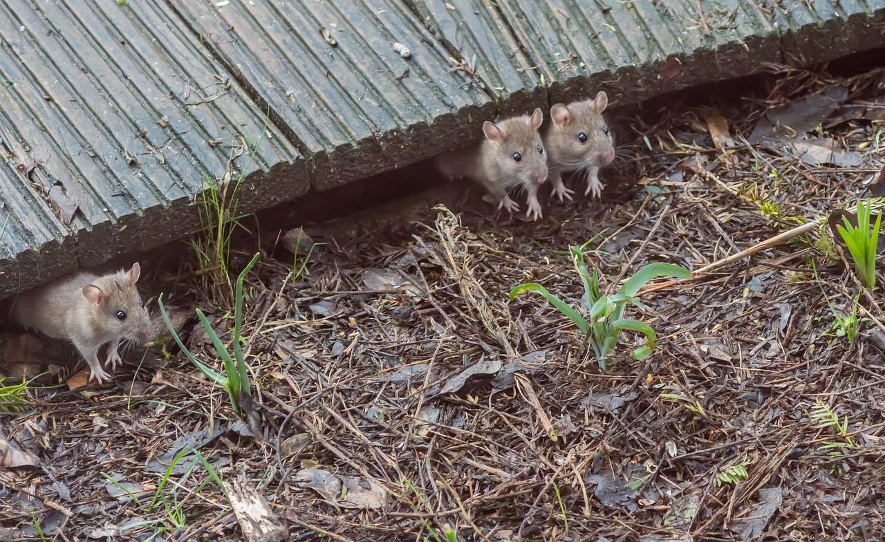 Tikus Muncul Dimana-mana? Lima Langkah Rumahan Ini Efektif Cegah Invasi Sebelum Terlambat (Foto: Pixabay)