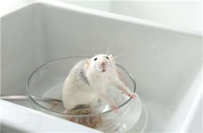 Penyebaran hantavirus oleh hewan pengerat. (Foto: TFC)
